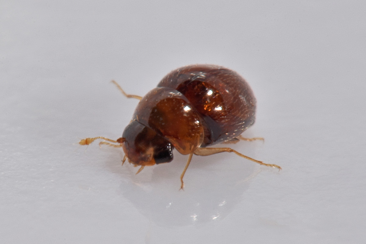 Clambidae: cfr. Clambus sp.